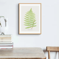 Aspidium Goldianum | Fern Print | Botanical Wall Art - Framed