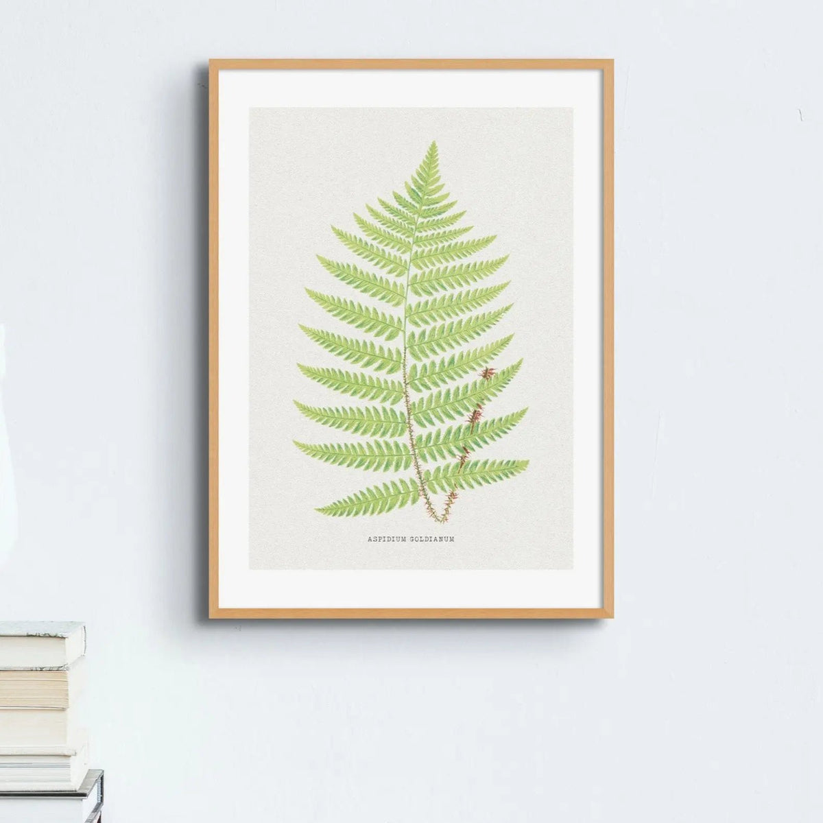 Aspidium Goldianum | Ferns Print | Botanical Art - Unframed