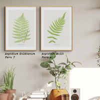 Aspidium Goldianum | Ferns Print | Botanical Art - Unframed