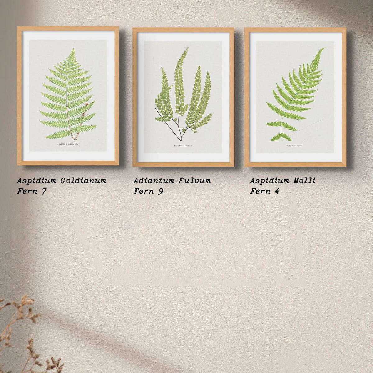 Aspidium Goldianum | Ferns Print | Botanical Art - Unframed