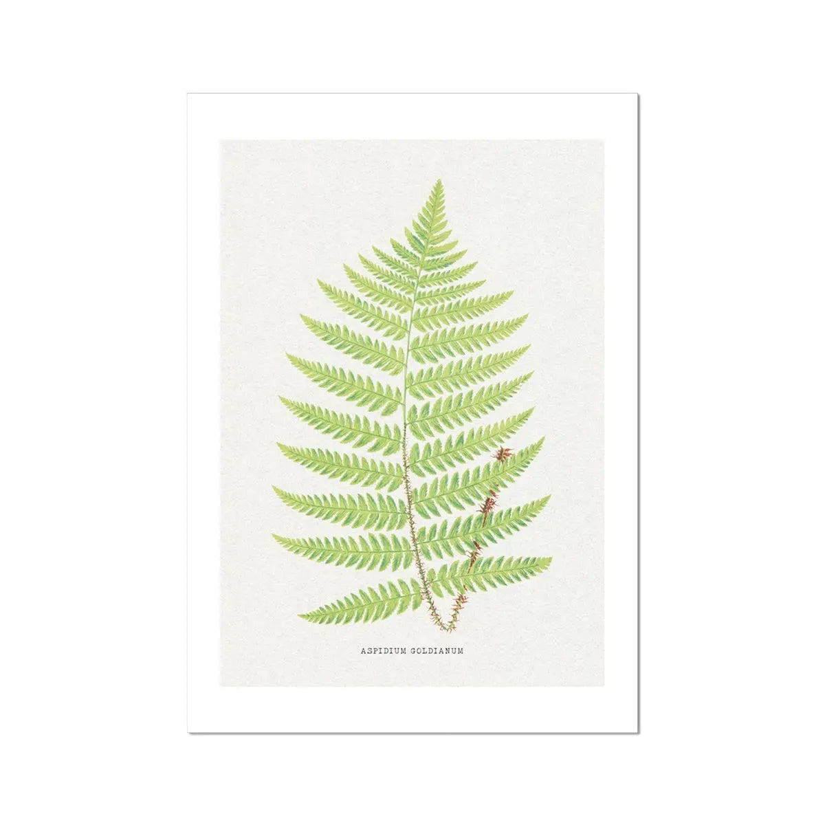 Aspidium Goldianum | Ferns Print | Botanical Art - Unframed