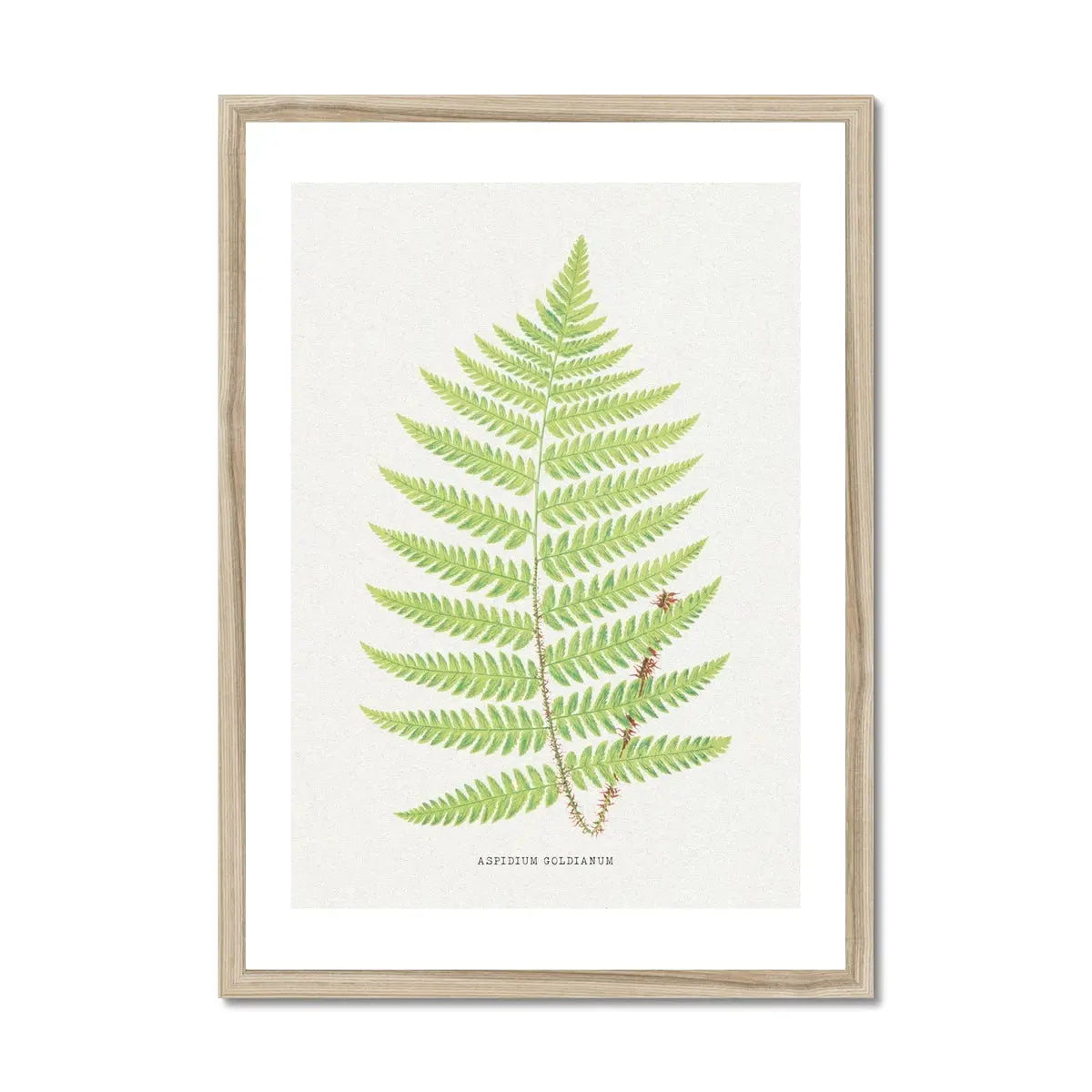 Aspidium Goldianum | Fern Print | Botanical Wall Art - Framed