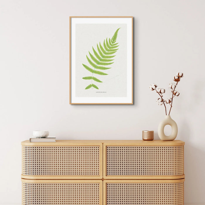 Aspidium Molle | Ferns Wall Art | Botanical Art Print - Unframed