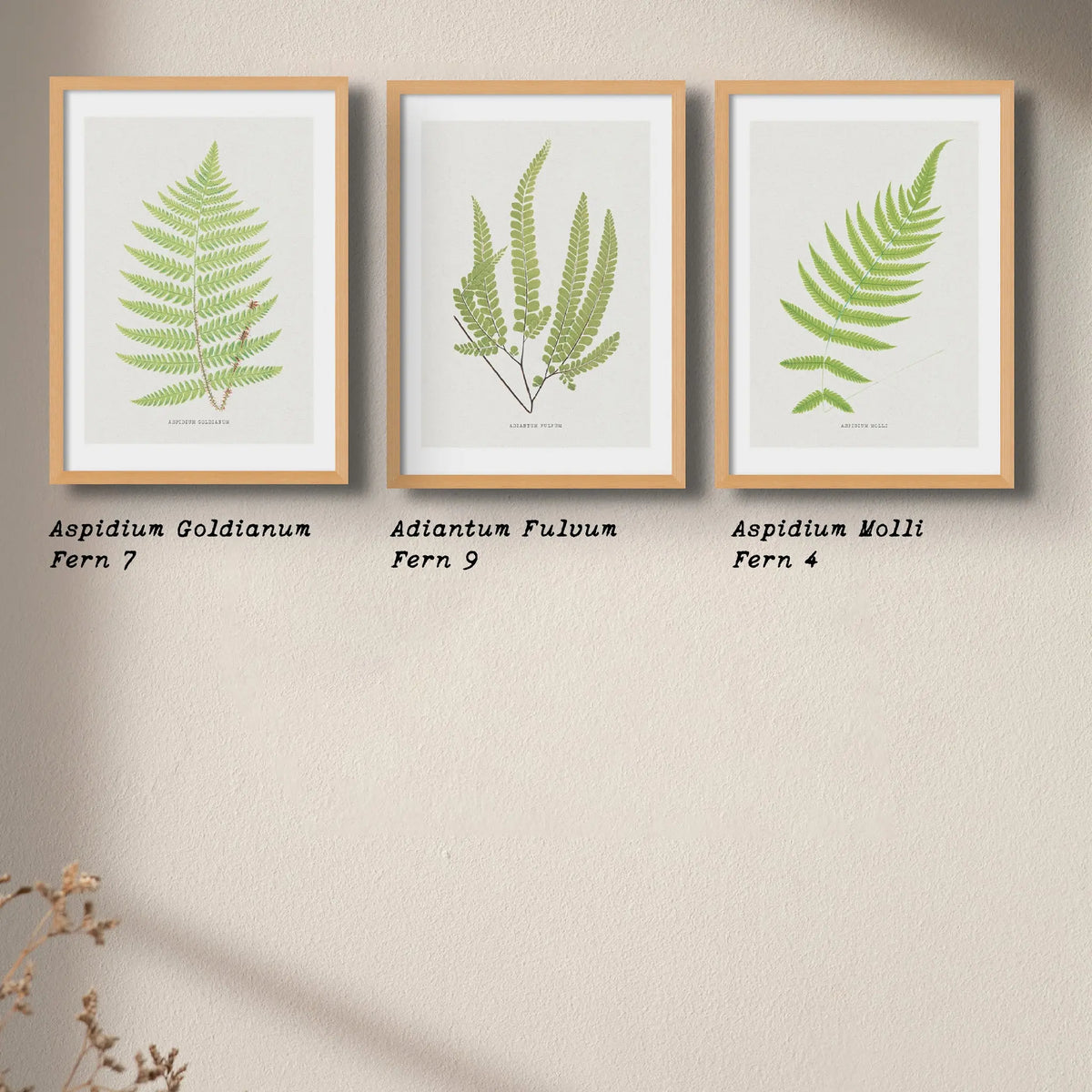 Aspidium Molle | Ferns Wall Art | Botanical Art Print - Unframed