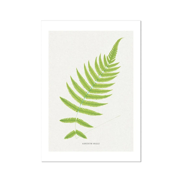 Aspidium Molle | Ferns Wall Art | Botanical Art Print - Unframed