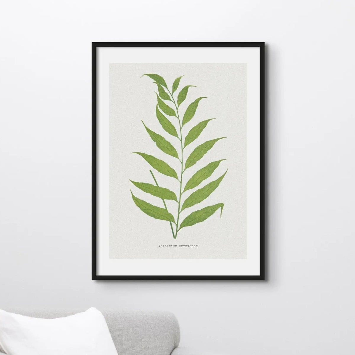 framed vintage fern print on wall above armchair - lush green fern framed in black frame