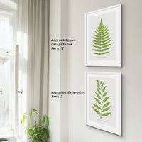 Asplenium Heterodon | Fern Print 2 | Botanical Art - Unframed