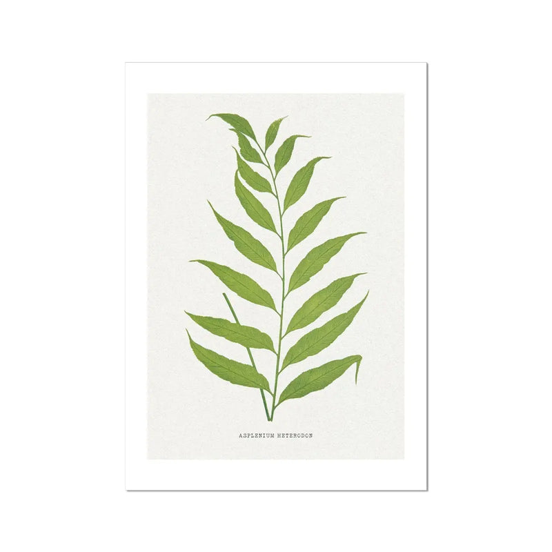 vintage fern print - green painted fern print on paper