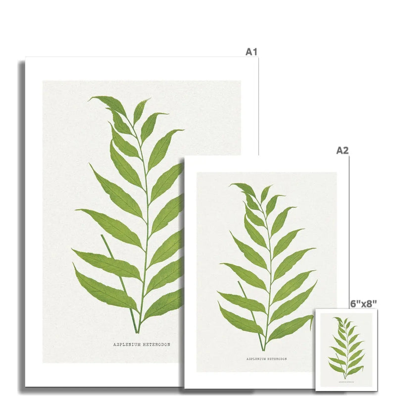 Asplenium Heterodon | Fern Print 2 | Botanical Art - Unframed