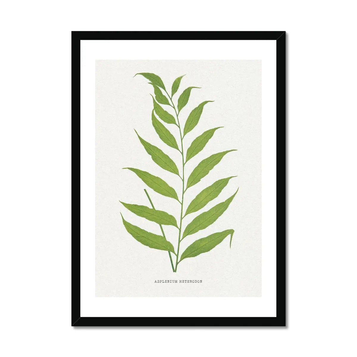 Asplenium Heterodon Fern Print 2, which is a beautiful piece of botanical art that comes framed.