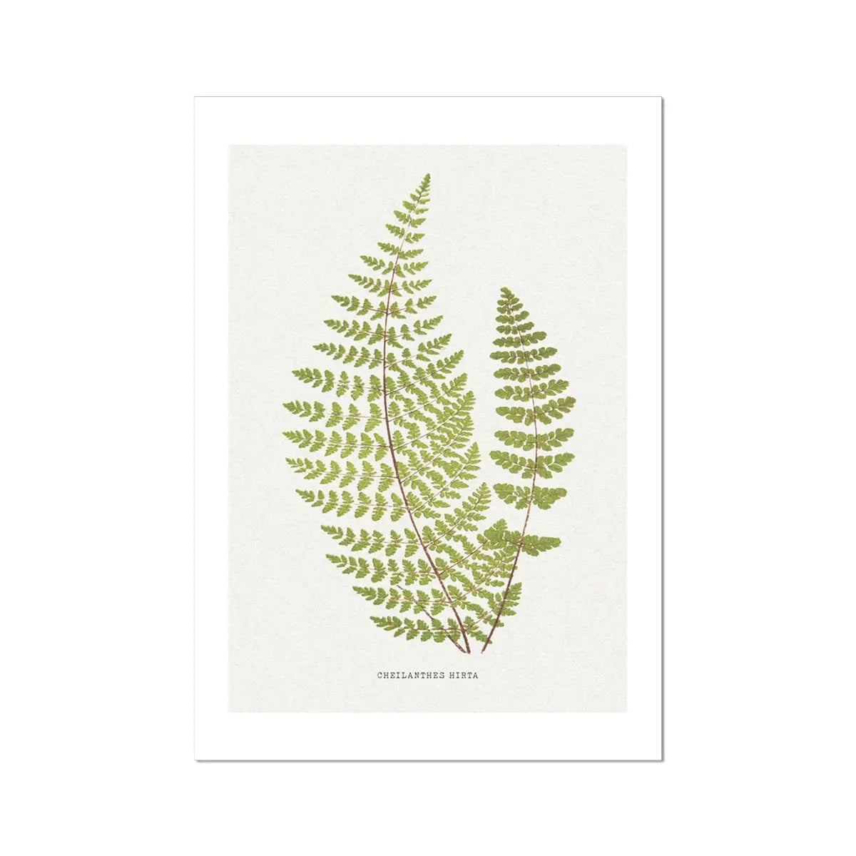 unframed wall art featuring the fern print of Cheilanthes Hirta - botanical art - Unframed Wall Art