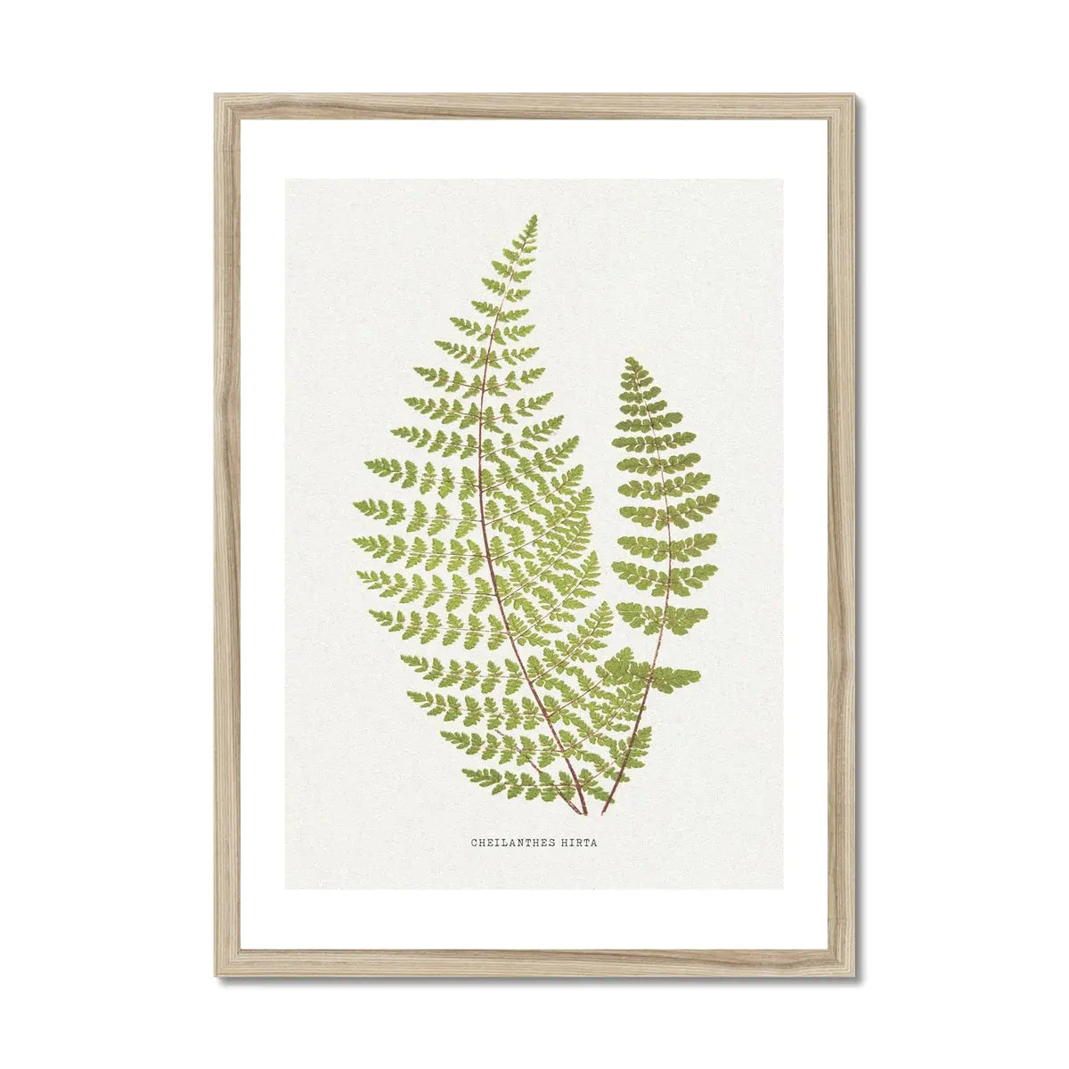 Cheilanthes Hirta | Fern Print | Botanical Art - Framed