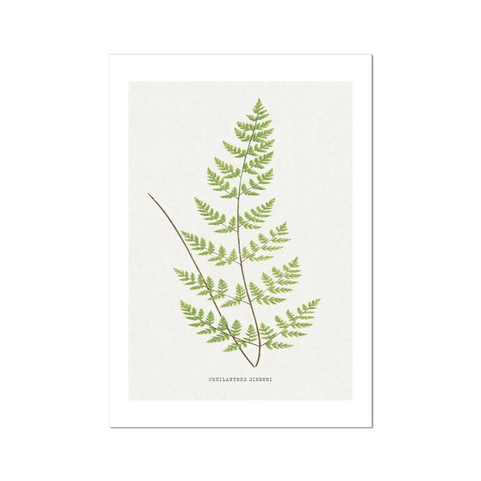 Check out our Fern Print - a stunning piece of botanical art that comes unframed. Perfect for adding a touch of nature to any room. Beach House Art