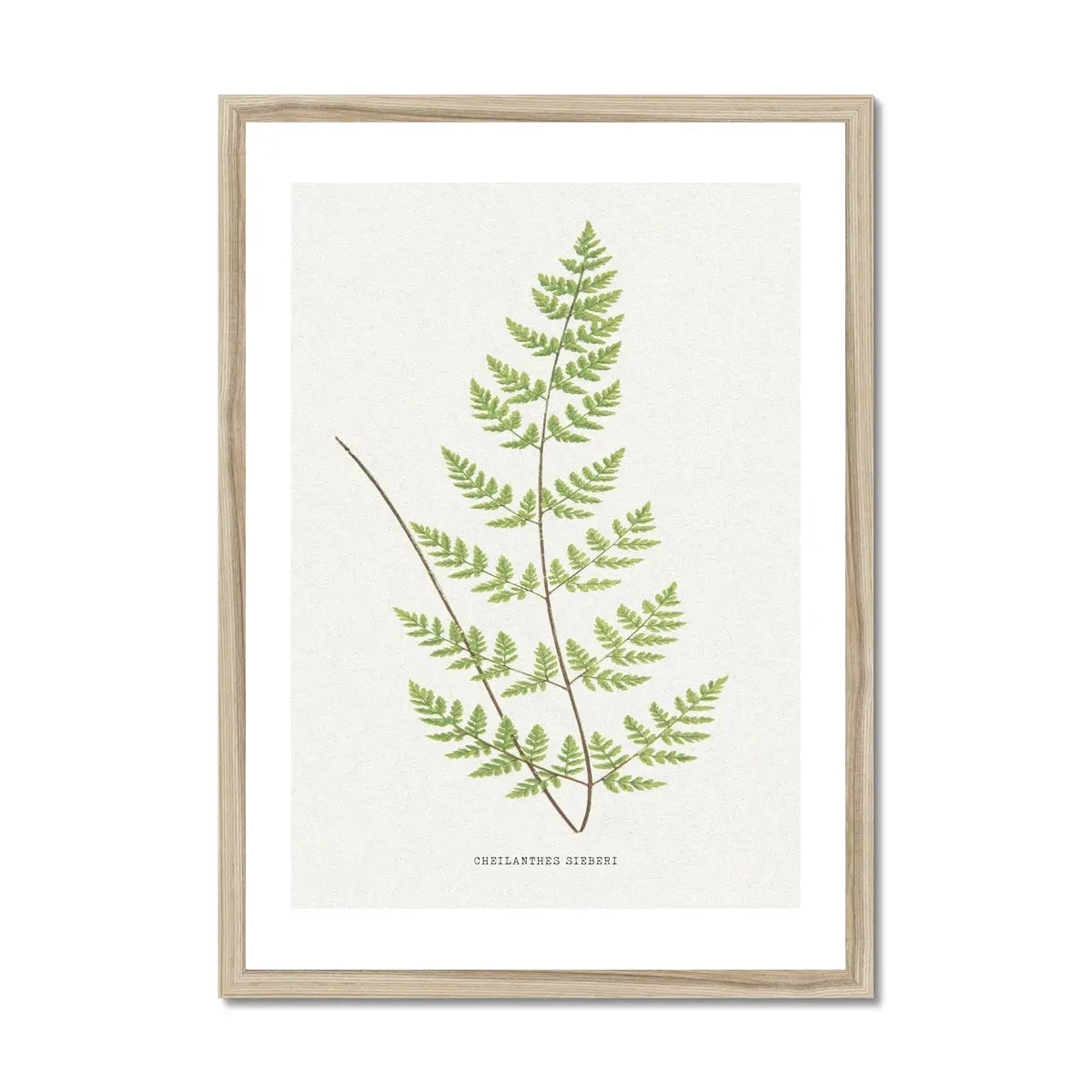 Cheilanthes Sieberi | Fern Print | Botanical Art - Framed