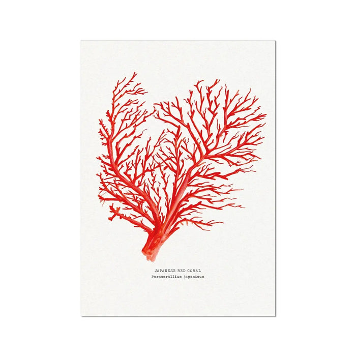 finely painted coral art print in red on paper