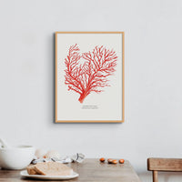 Coral Print (Red Coral No 1) - Unframed