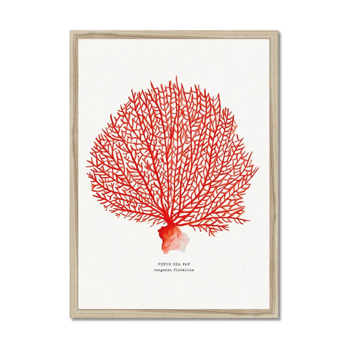 Coral Print (Red Coral No 2) - Framed