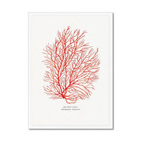 Watercolour Coral Art Print (Red Coral No 3) - Framed