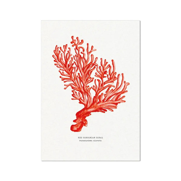 Coral Art Print (Red Coral No 5) - Unframed Beach House Art