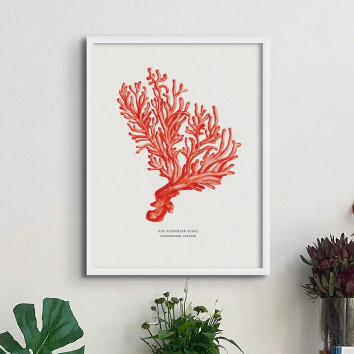 Coral Wall Art Print (Red Coral No 5) - Unframed Beach House Art