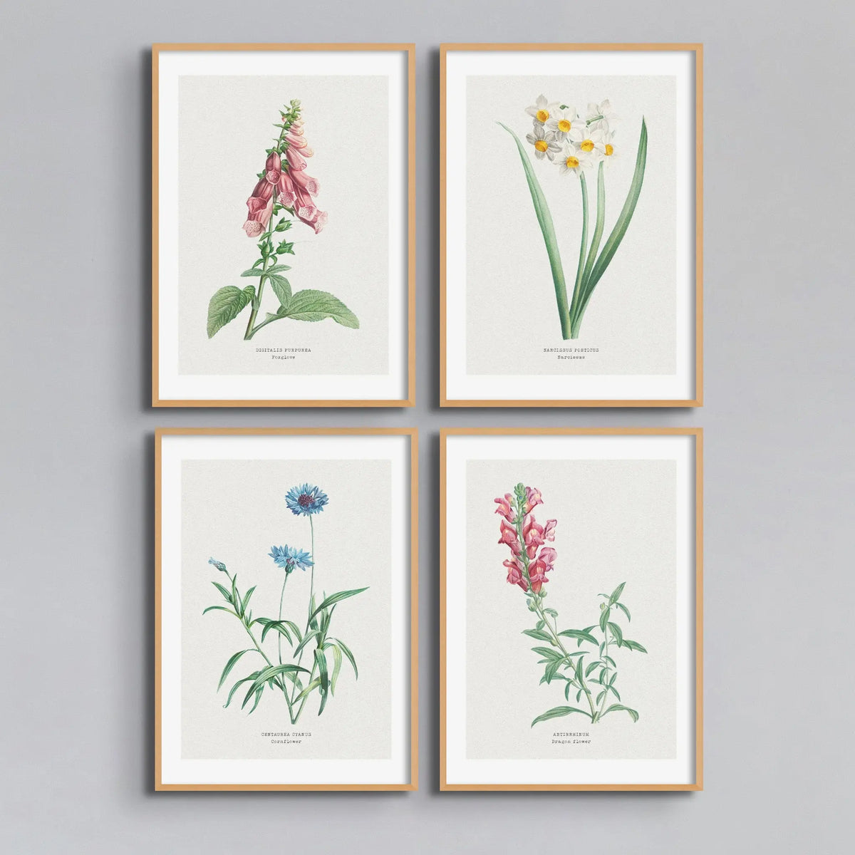 Cornflower Floral Painting | Vintage Flower Print | Botanical Art - Unframed Wall art