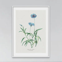 Cornflower Floral Painting | Vintage Flower Print | Botanical Art - Unframed Wall art