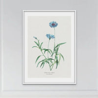 Cornflower Floral Painting | Vintage Flower Print | Botanical Art - Unframed Wall art
