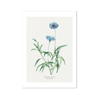 Cornflower Floral Painting | Vintage Flower Print | Botanical Art - Unframed Wall art