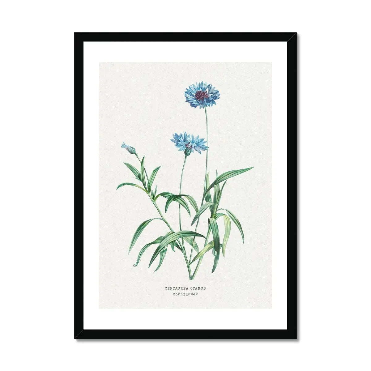 Cornflower Floral Painting | Vintage Flower Print | Botanical Art - Framed Wall Art 