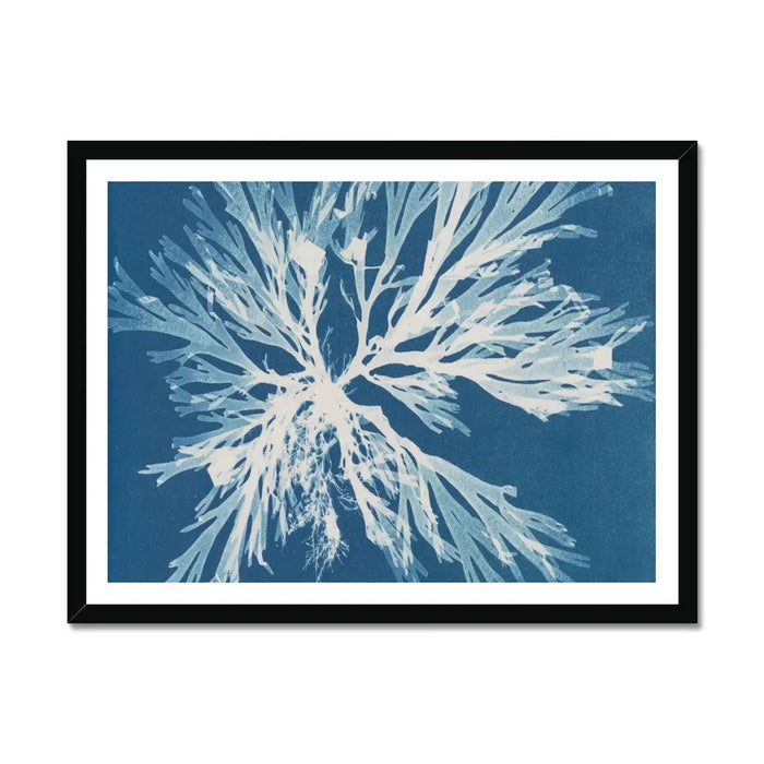 Cyan Algae: Vintage Seaweed Print - Framed Print - Beach House Art