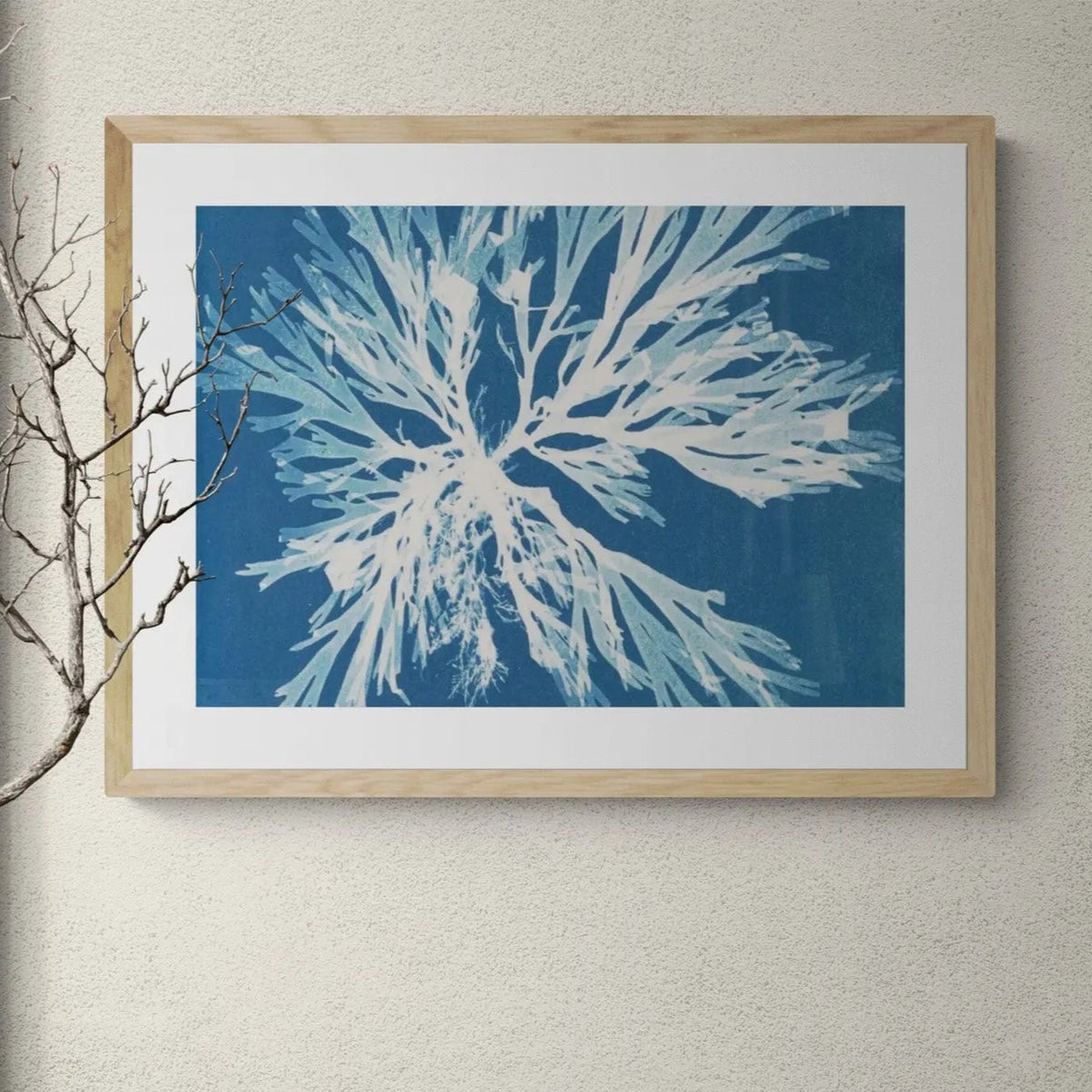 Cyan Algae: Vintage Seaweed Print - Unframed - Beach House Art