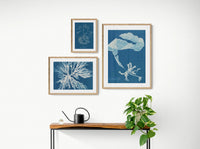 Cyan Algae: Vintage Seaweed Print - Unframed - Beach House Art