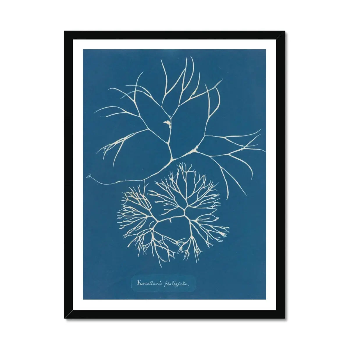 Cyan Filaments: Vintage Seaweed Print - Framed - Beach House Art