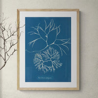 Cyan Filaments: Vintage Seaweed Print - Framed - Beach House Art