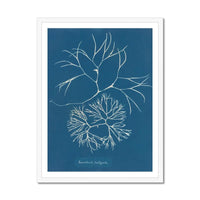 Cyan Filaments: Vintage Seaweed Print - Framed - Beach House Art