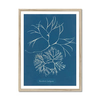 Cyan Filaments: Vintage Seaweed Print - Framed - Beach House Art