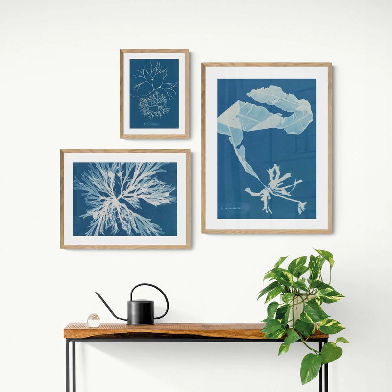 Cyan Filaments: Vintage Seaweed Print - Unframed Print - Beach House Art