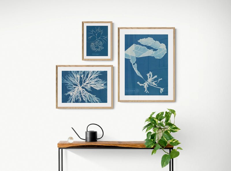 Cyan Kelp: Vintage Seaweed Print - Framed - Beach House Art