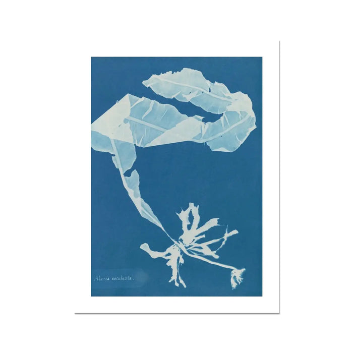 Cyan Kelp: Vintage Seaweed Print - Unframed - Beach House Art