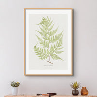 botanical art - unframed fern print featuring the Davallia Elegans fern. It's a beautiful addition to any space