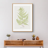 botanical art - unframed fern print featuring the Davallia Elegans fern. It's a beautiful addition to any space
