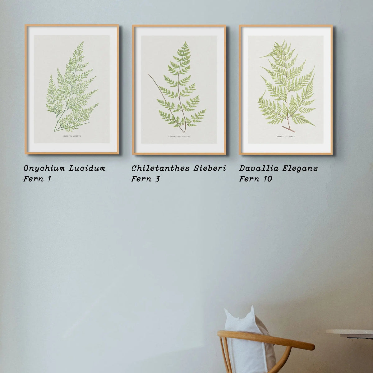 botanical art - unframed fern print featuring the Davallia Elegans fern. It's a beautiful addition to any space