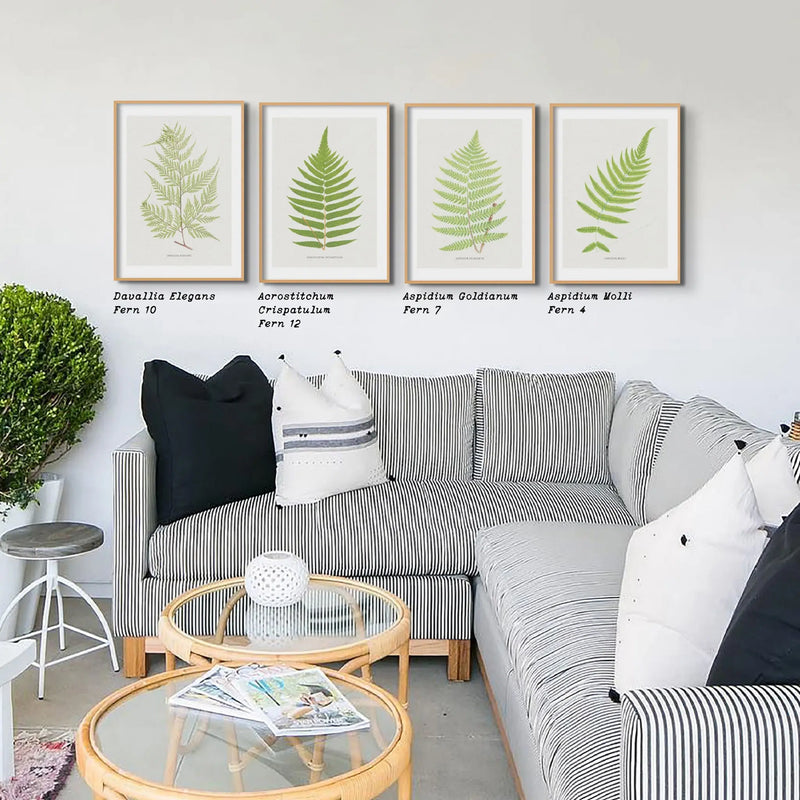 botanical art - unframed fern print featuring the Davallia Elegans fern. It's a beautiful addition to any space