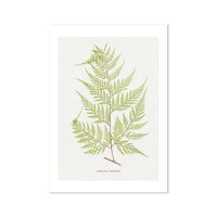 botanical art - unframed fern print featuring the Davallia Elegans fern. It's a beautiful addition to any space