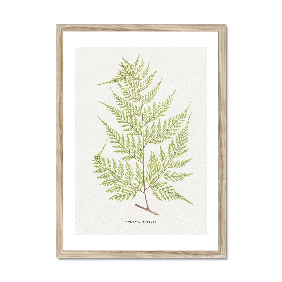 Davallia Elegans | Fern Print | Botanical Art - Framed Fern Wall Art