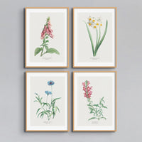 Dragon Flower Painting | Vintage Flower Print | Botanical Art - Unframed Wall Art 