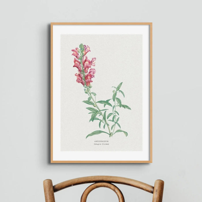 Drachenblumenmalerei | Vintage Blumendruck | Botanische Kunst - ungerahmte Wandkunst