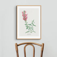 Drachenblumenmalerei | Vintage Blumendruck | Botanische Kunst - ungerahmte Wandkunst
