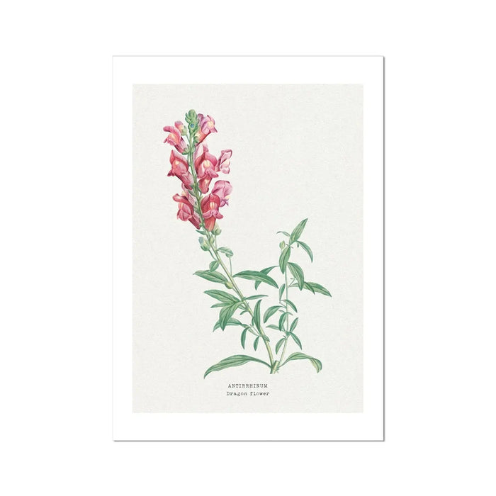 Dragon Flower Painting | Vintage Flower Print | Botanical Art - Unframed Wall Art 