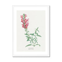 Dragon Flower Painting | Vintage Flower Print | Botanical Art - Framed Wall Art